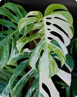 Monstera Blatt