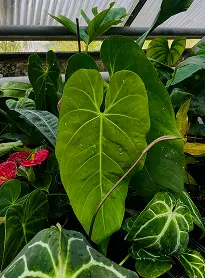 Anthurium Blatt